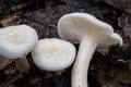 Hygrophorus cossus
